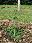 The Cascade hops are growing well