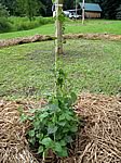 The Cascade hops are growing well