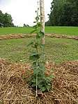 The Cascade hops are growing well