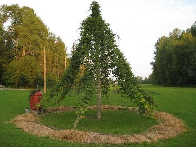 Photo of the Cascade hop circle