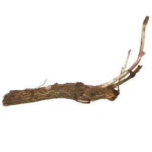 Photo of a hop rhizome